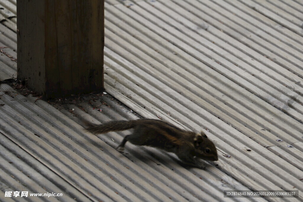 木质地面上行走的小松鼠