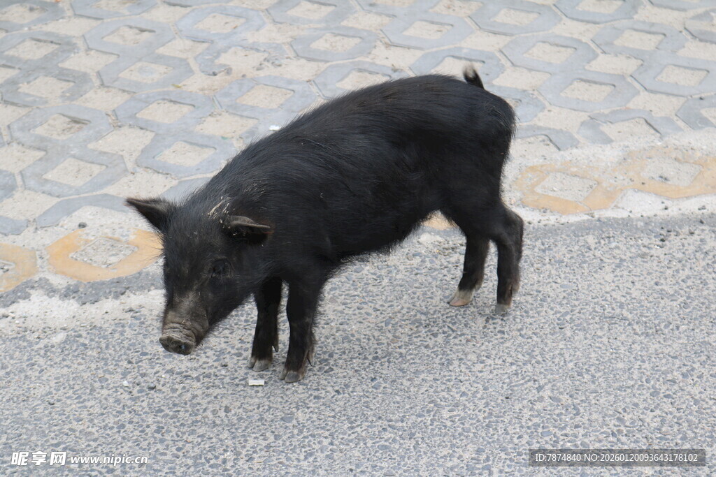 小黑猪在路面上行走
