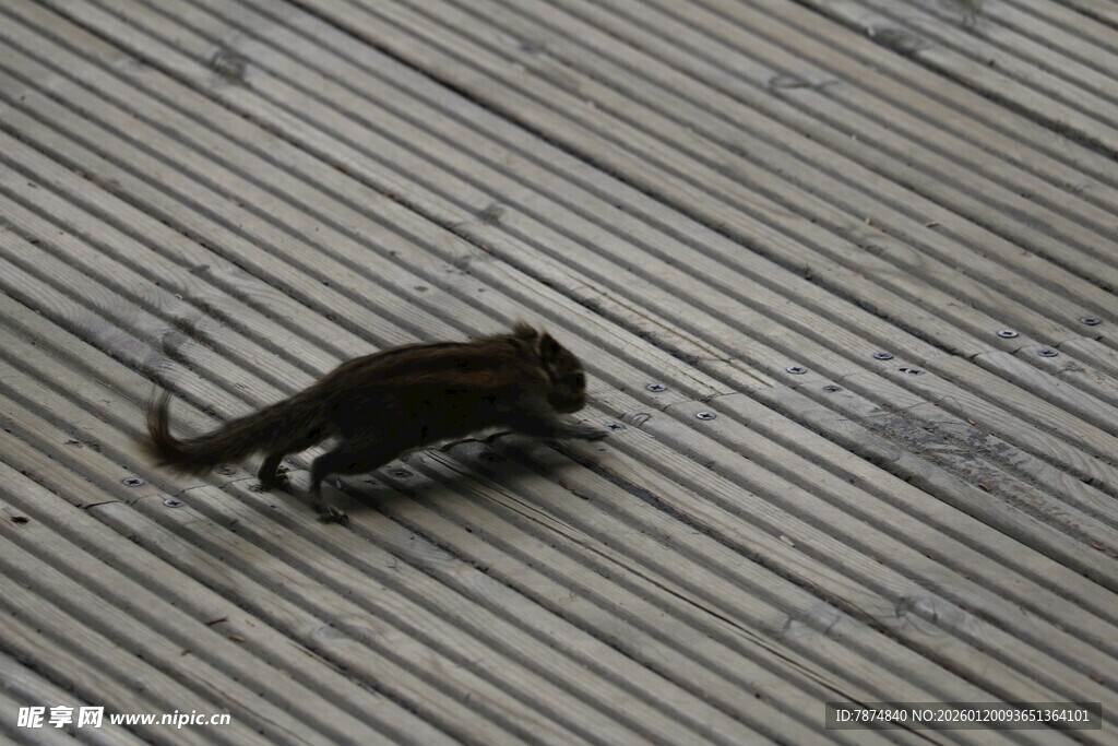 木地板上的松鼠