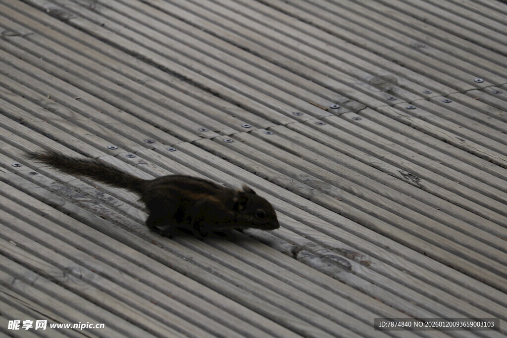 地面上的黑色小松鼠
