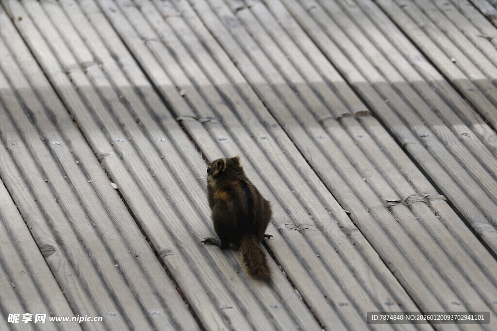 木板上的孤单小松鼠