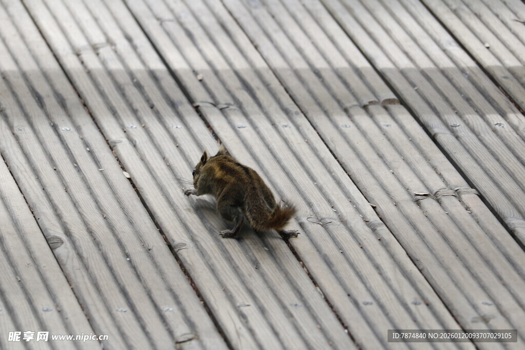 木地板上的可爱小松鼠