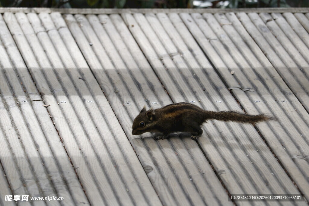 木板上的小松鼠