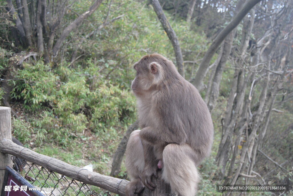 独坐枝头的猴子