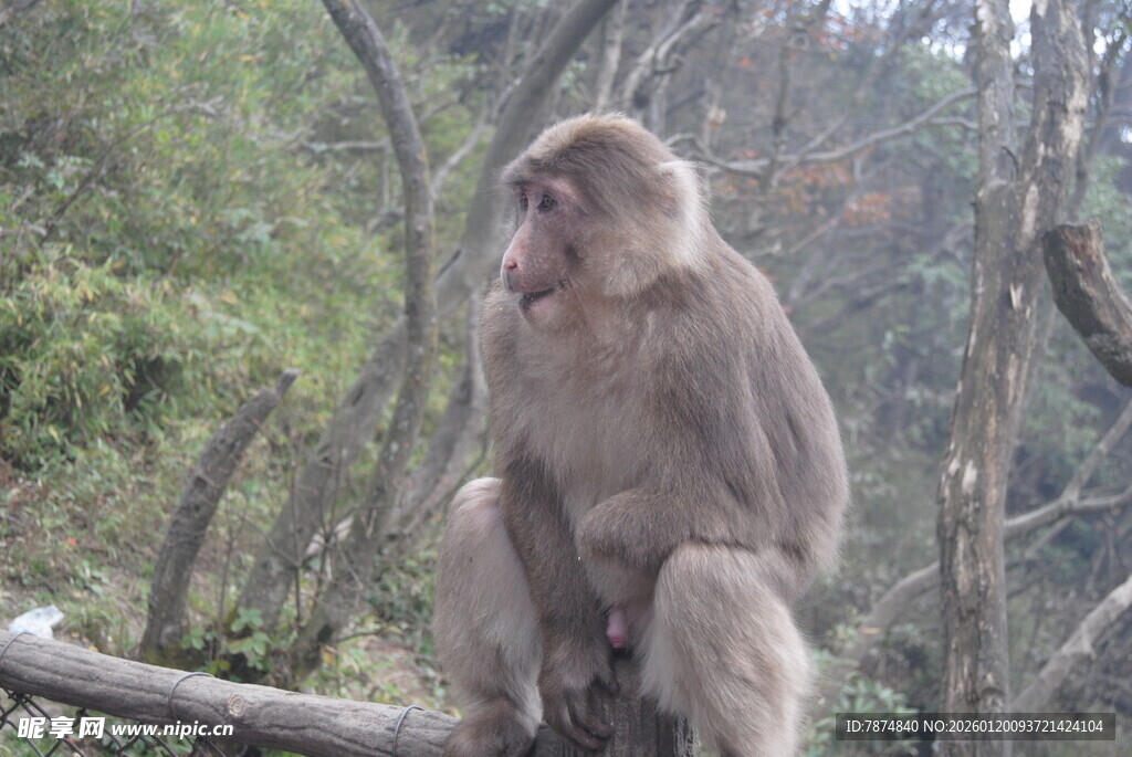 林中坐立的猴子