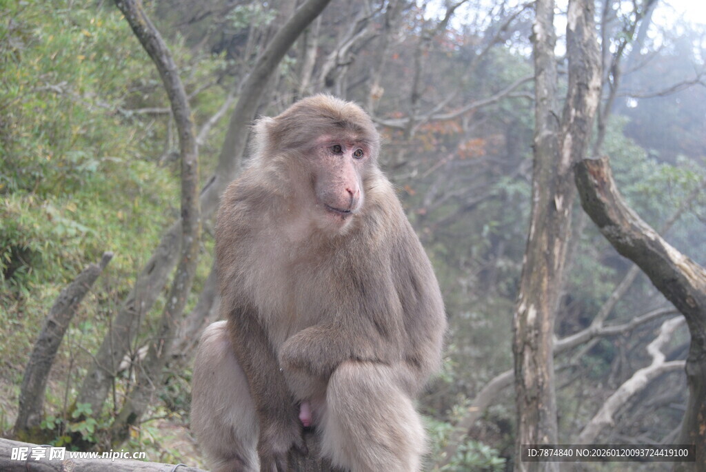 山林中独坐的猕猴