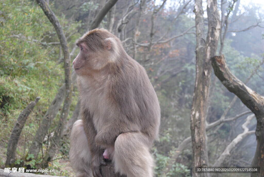 独坐山林的猕猴