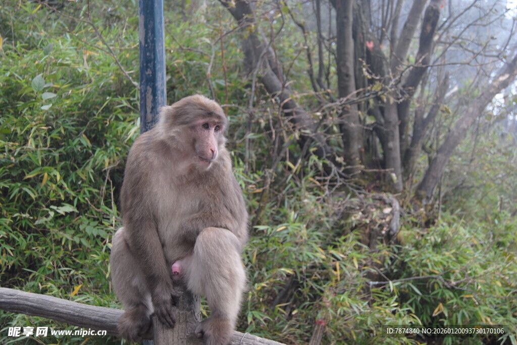 山林中独坐的猴子