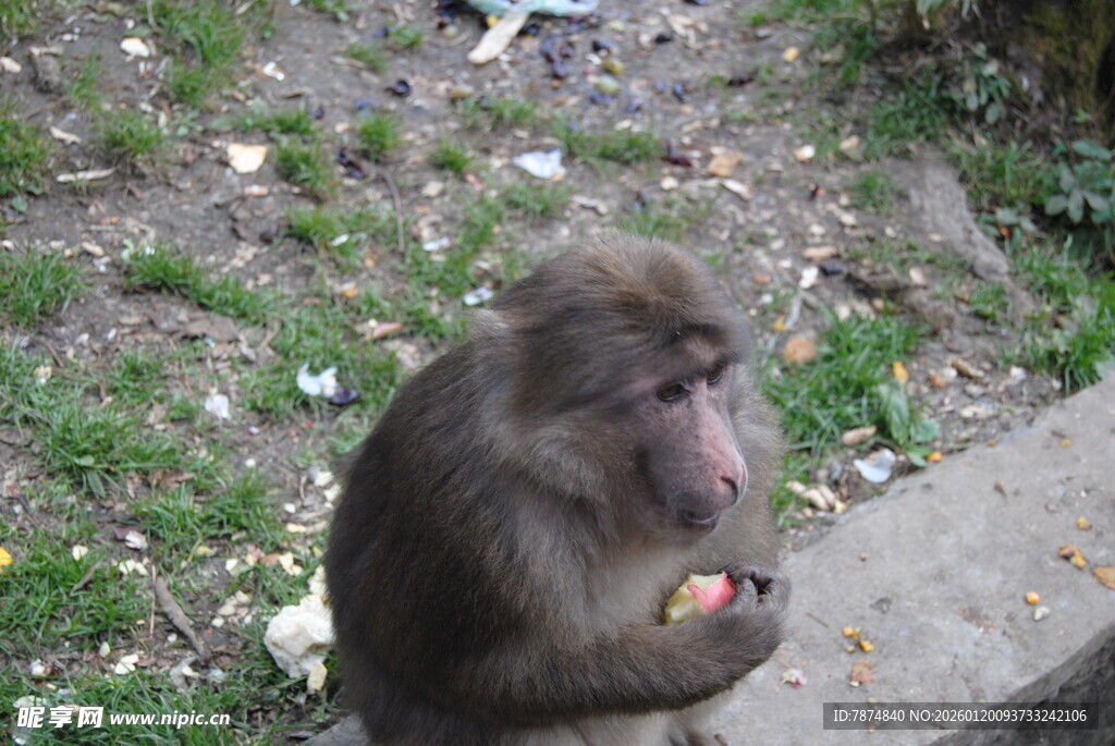 猴子手持水果坐于户外