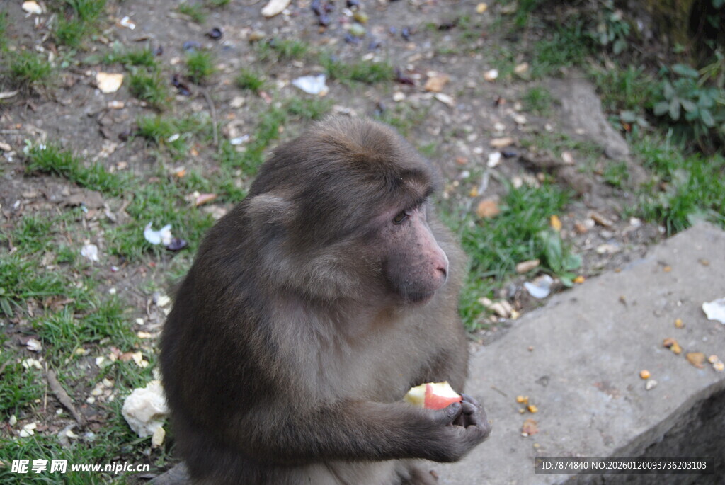 猴子坐地进食