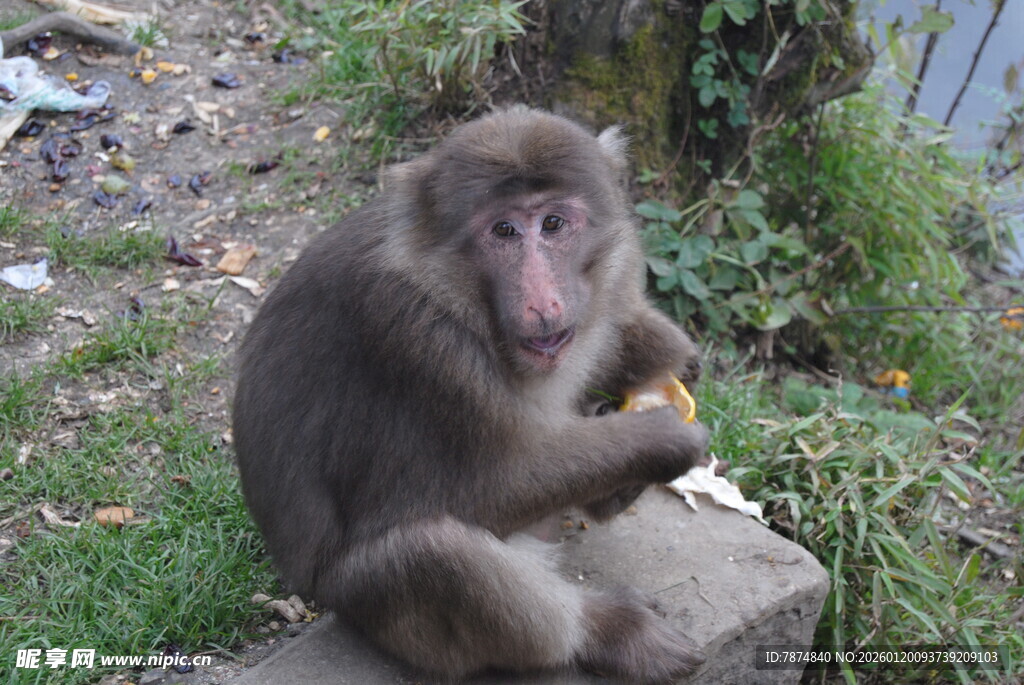 猴子坐石上进食