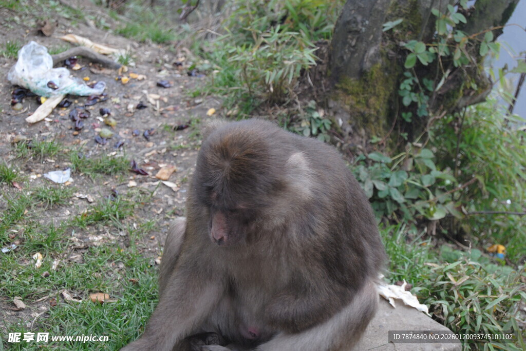 独坐草地的猴子