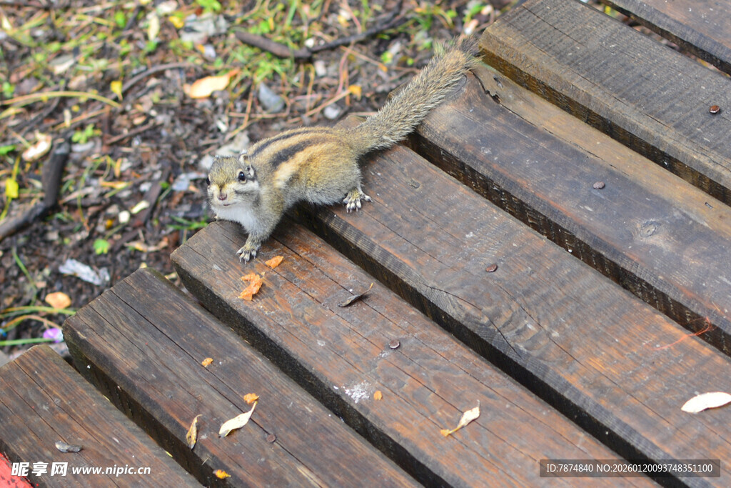 木栈道上觅食的小松鼠