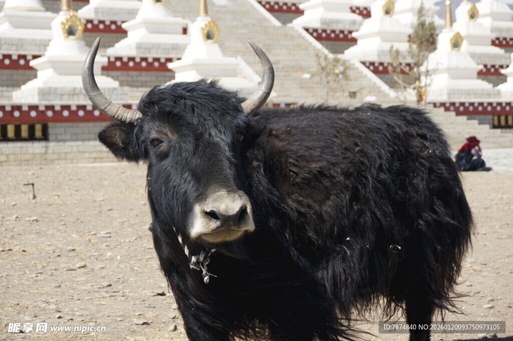 草原上的黑色牦牛