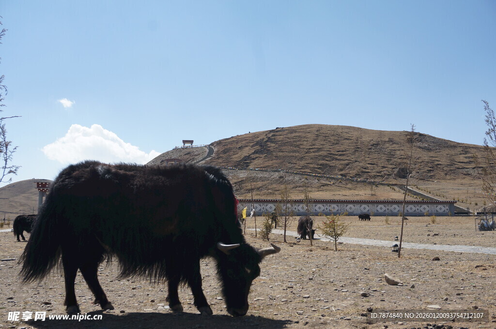草原牦牛 远处雪山美景