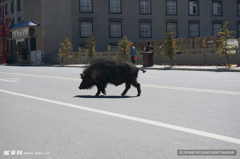 野猪过马路