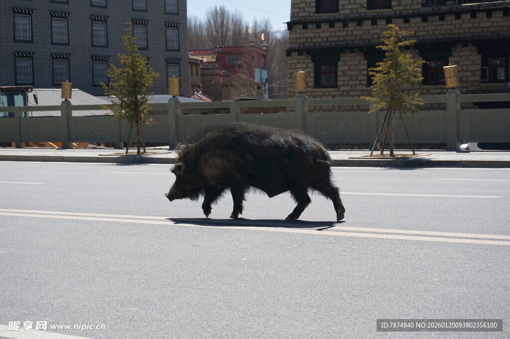 野猪横穿马路