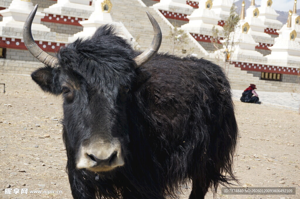 草原上的黑牦牛