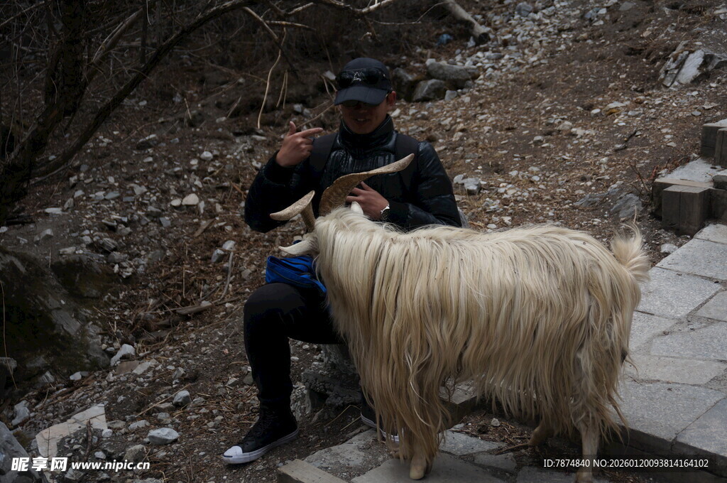 男子与长毛山羊亲密互动