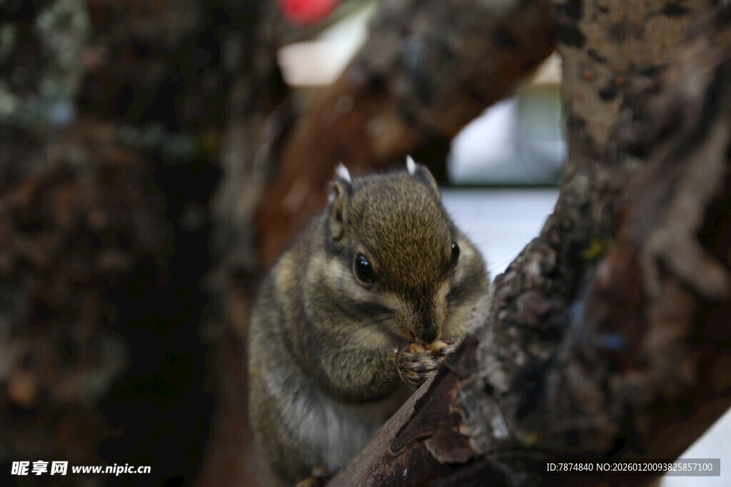 树枝上的可爱小松鼠