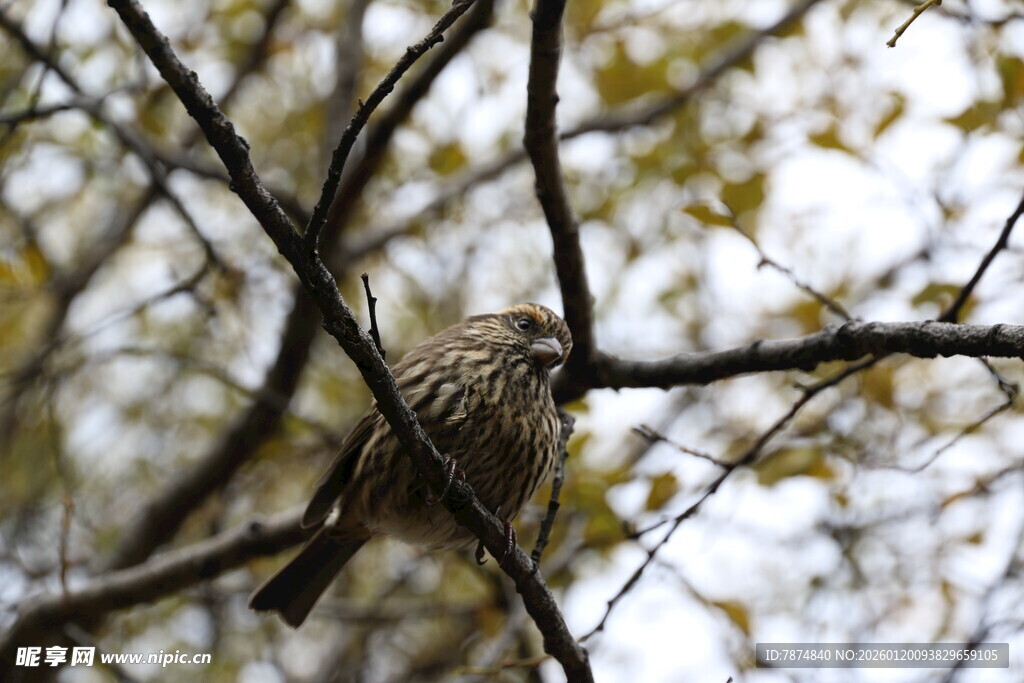 树枝上栖息的一只小鸟