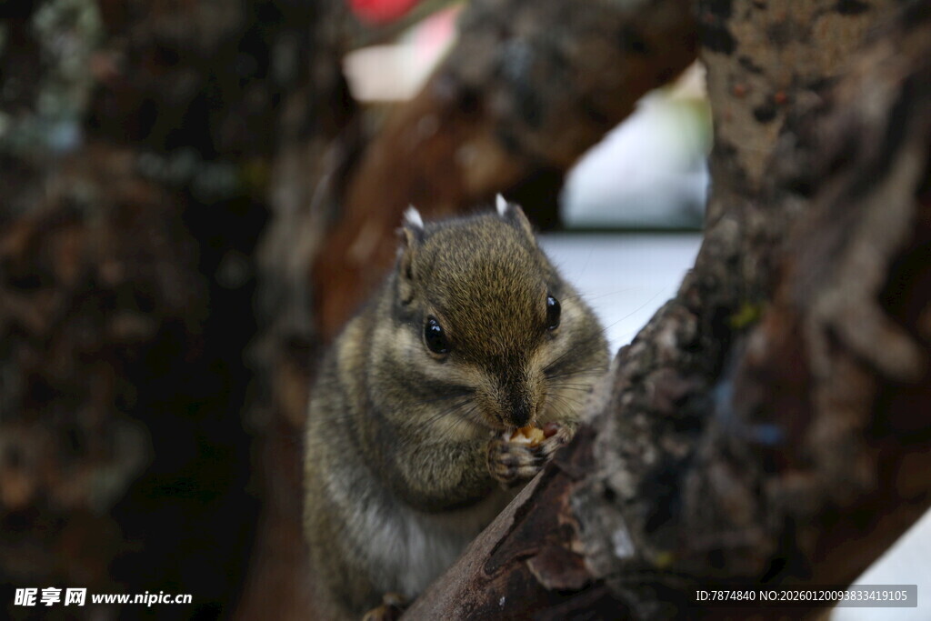 树上松鼠专注啃食食物