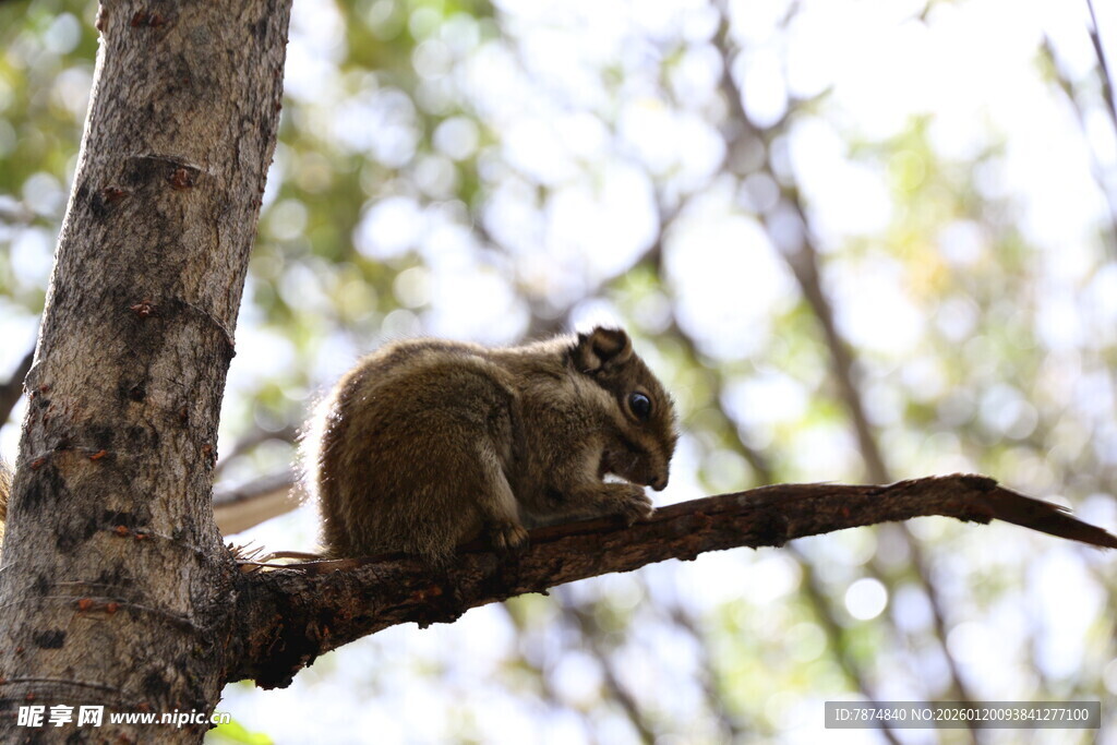 树枝上的松鼠