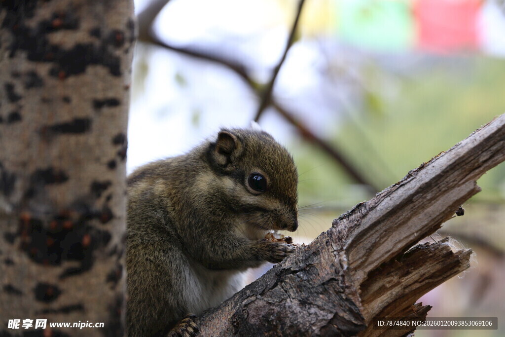 松鼠啃食树枝上的食物