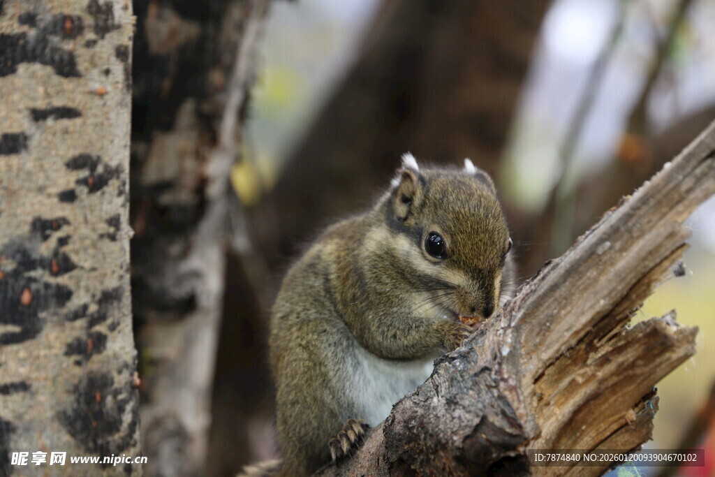 树干旁进食的可爱小松鼠