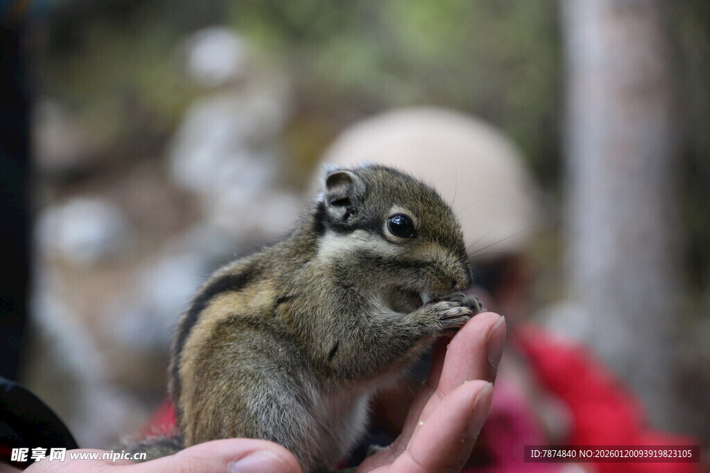 手心上的可爱小松鼠