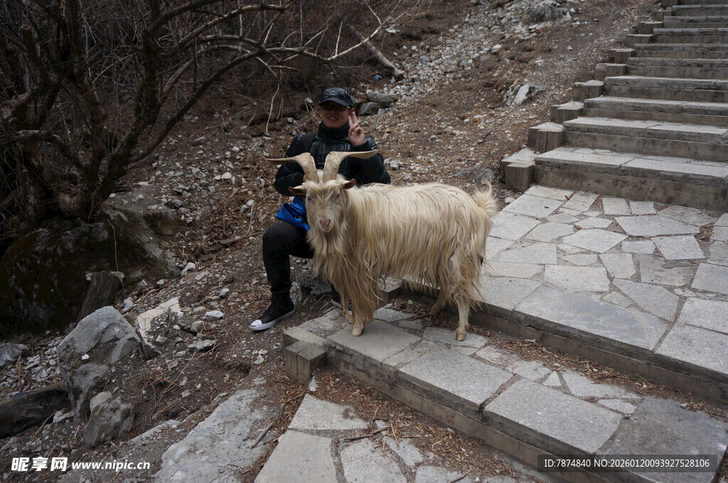 人与羊在石阶上的温馨瞬间