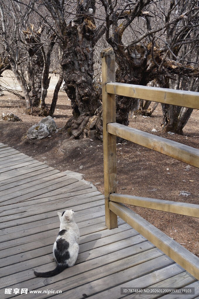 木栈道上的悠闲猫咪