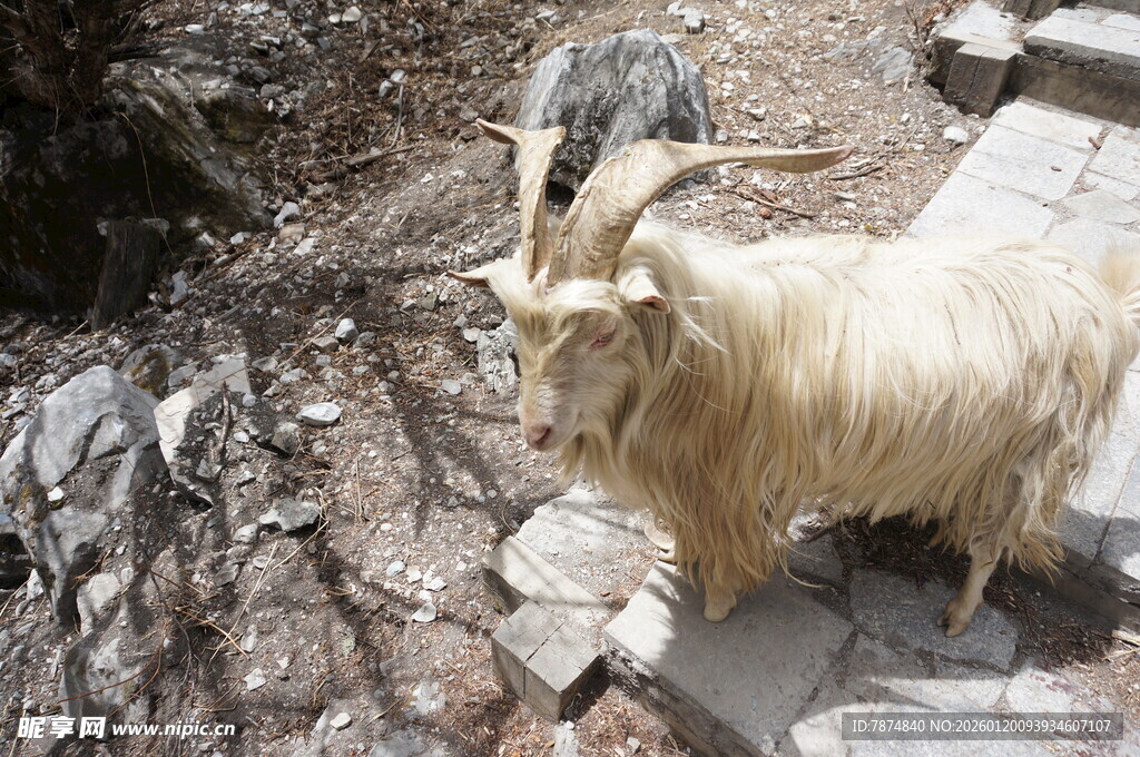 岩石上的长毛山羊