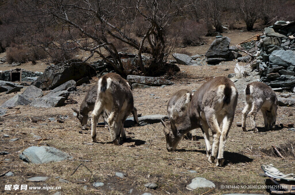山间觅食的野驴