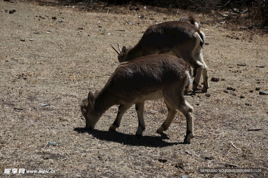 两只觅食的小羚羊