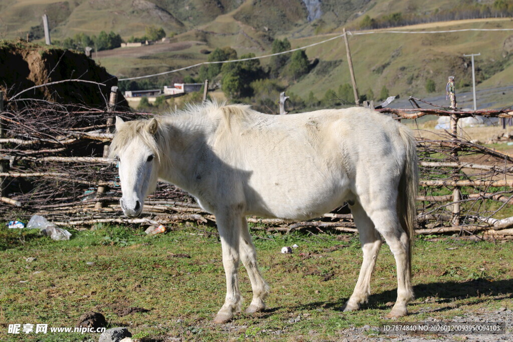 草原上的白色毛驴