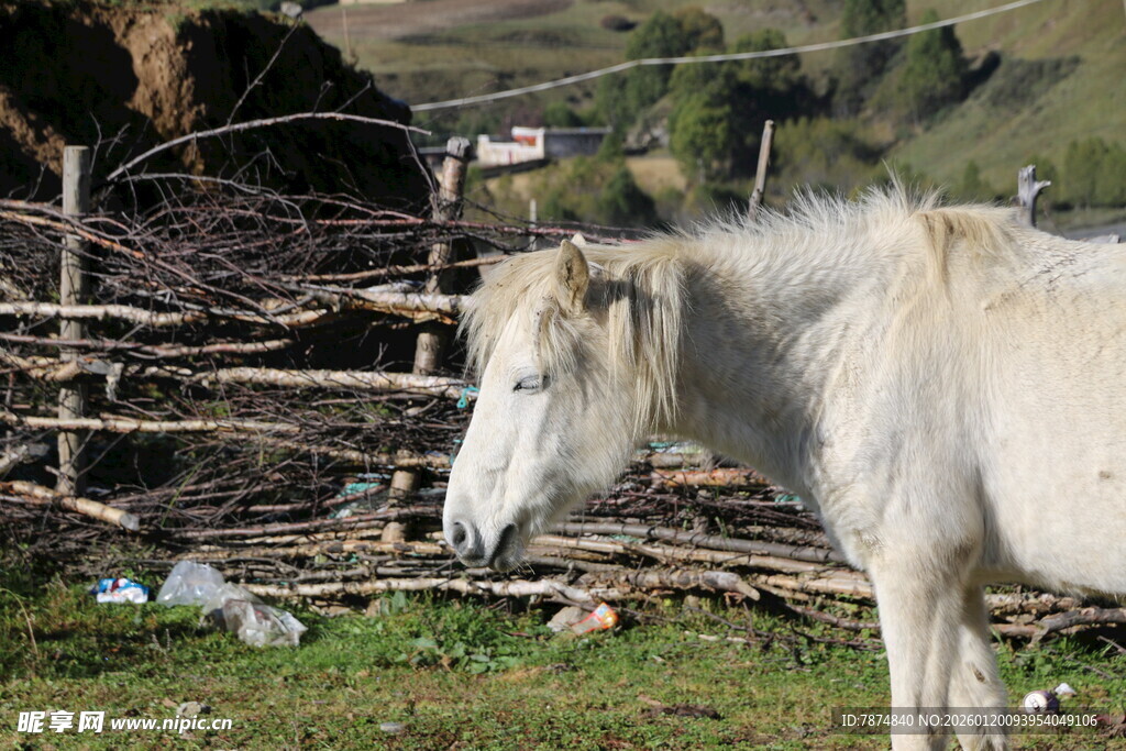 草原上的白马与木栅栏