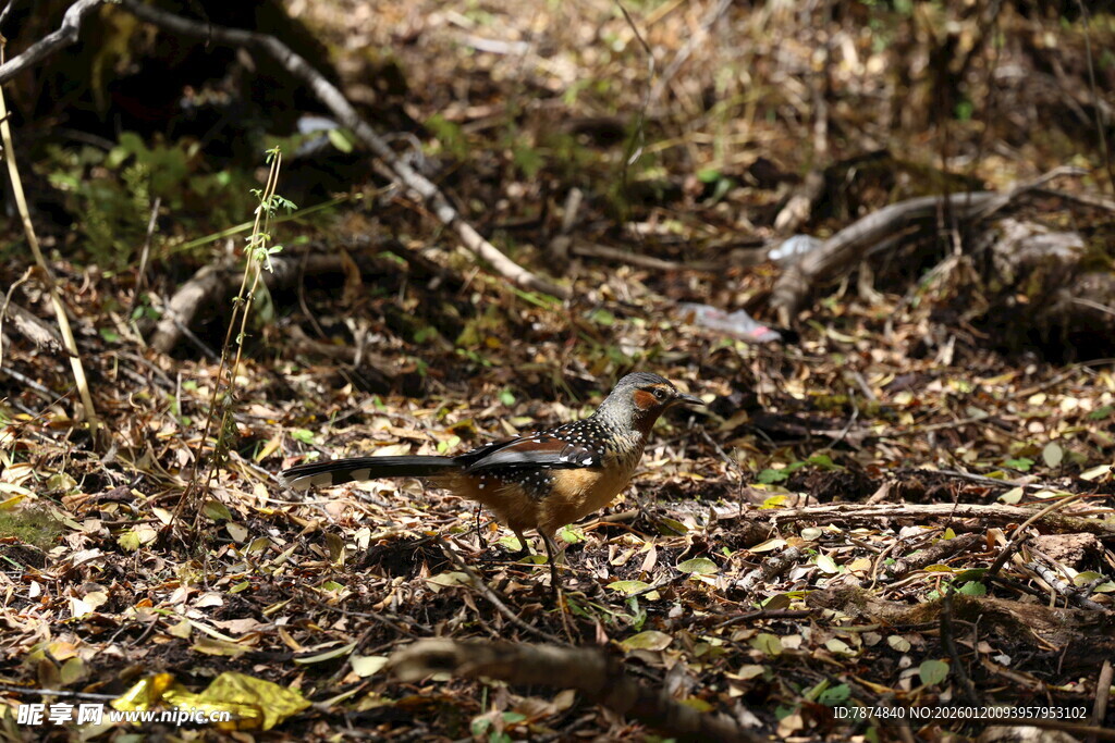林间小鸟栖息于落叶中