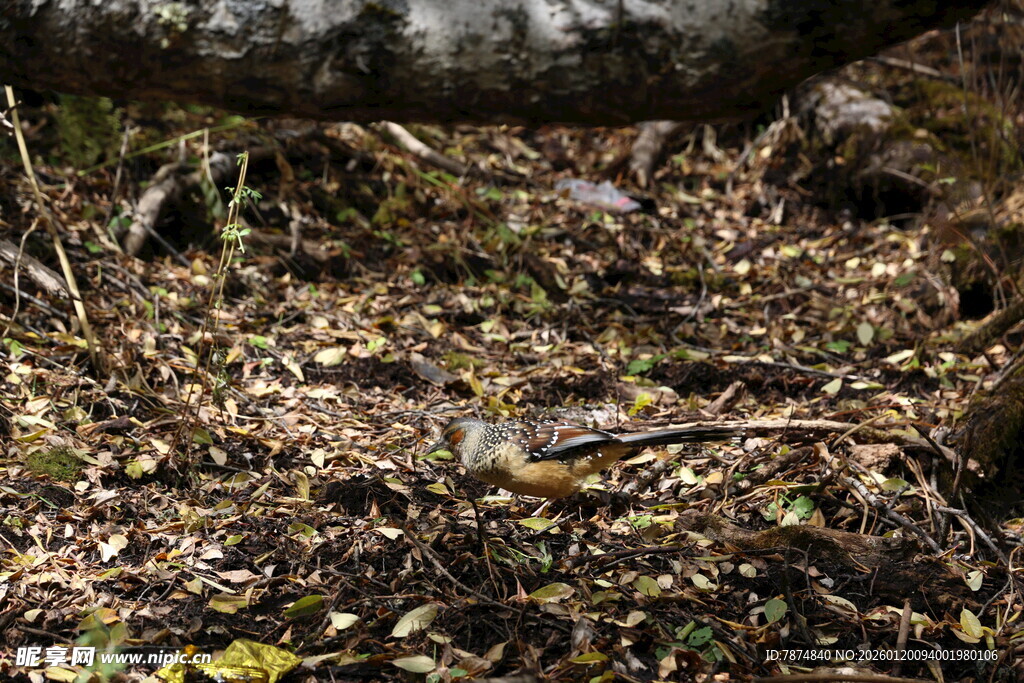 森林地面的落叶与植被