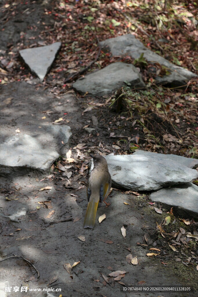 破碎石板上的青蛙