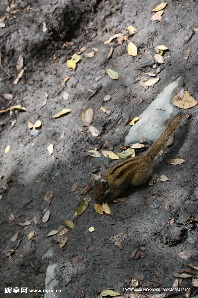 泥地中的枯叶与积水
