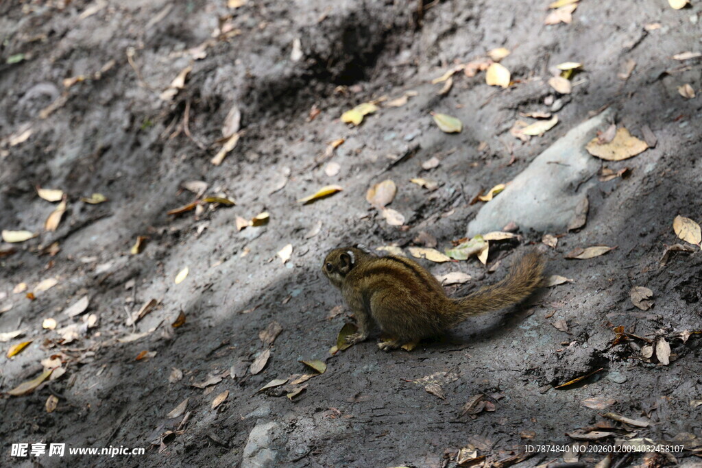 地面上的小松鼠