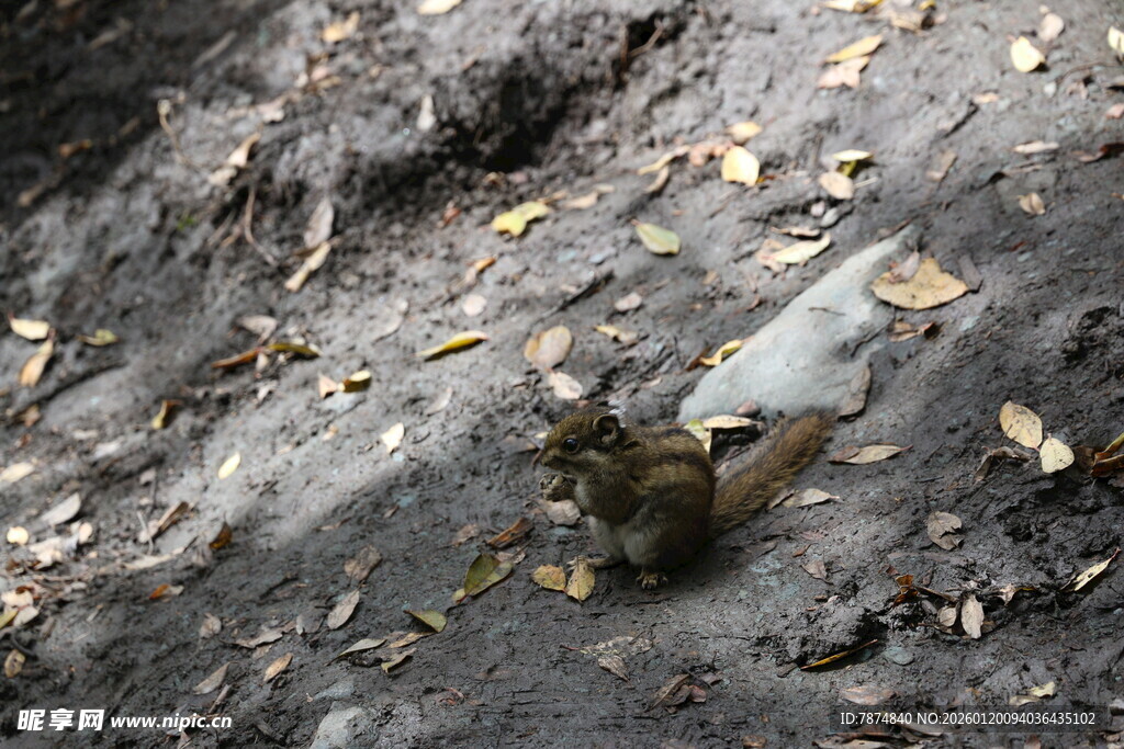 地上的废弃塑料瓶