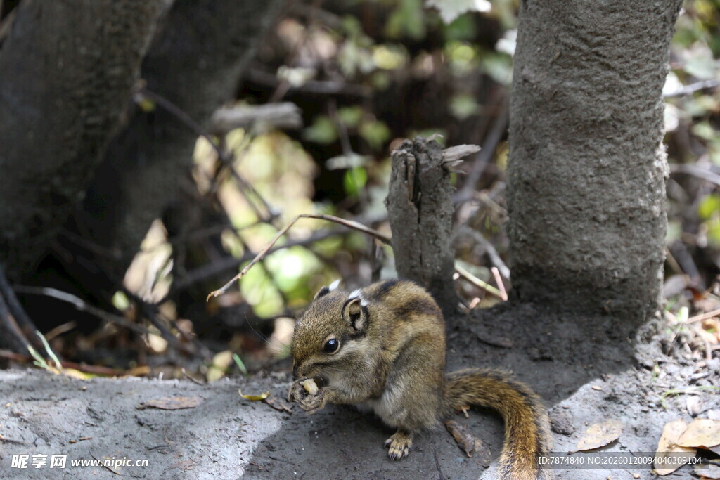 林间松鼠享用美食