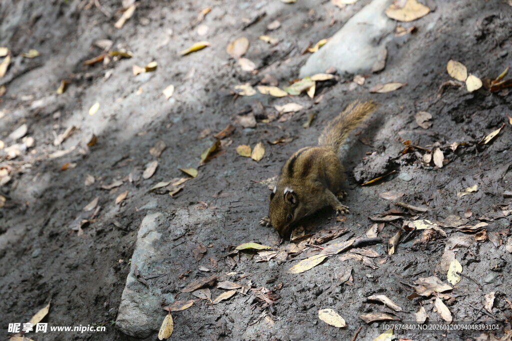 地面上觅食的小松鼠