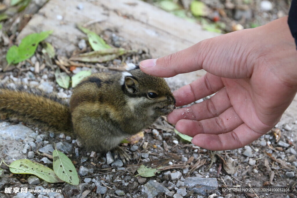 手喂可爱小松鼠
