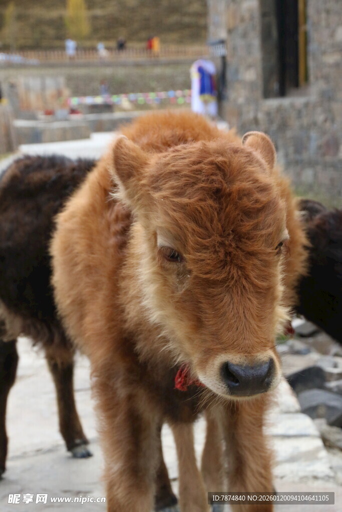 可爱小牛户外萌态