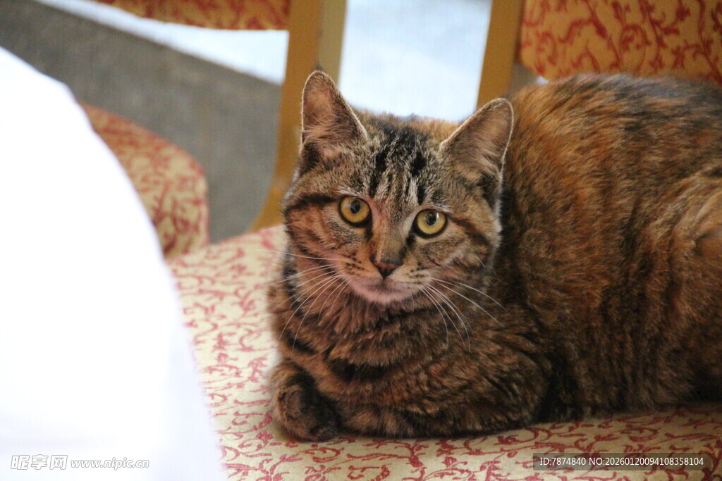 慵懒猫咪趴地休憩