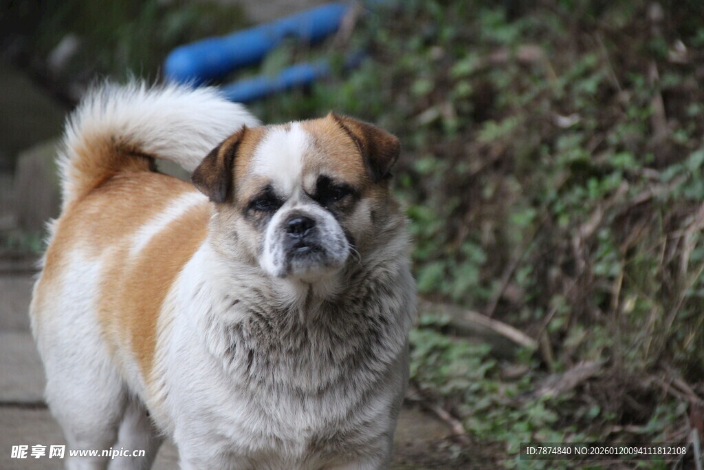 可爱小狗户外模样
