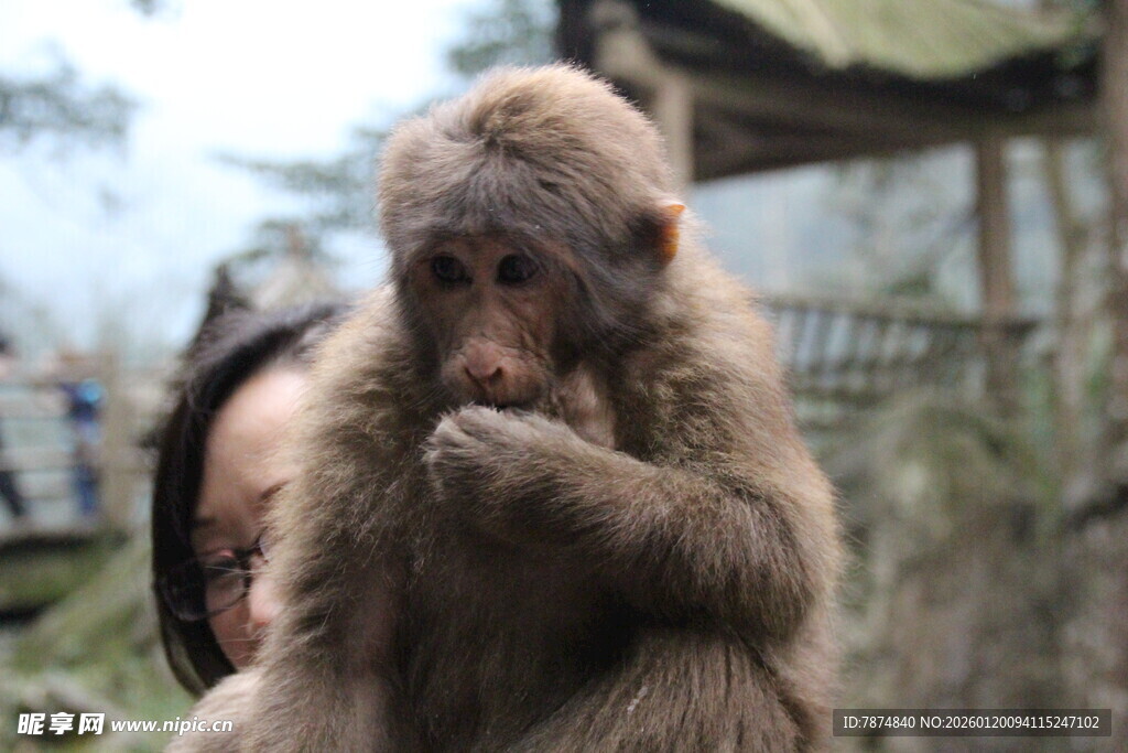 猴子树下进食瞬间